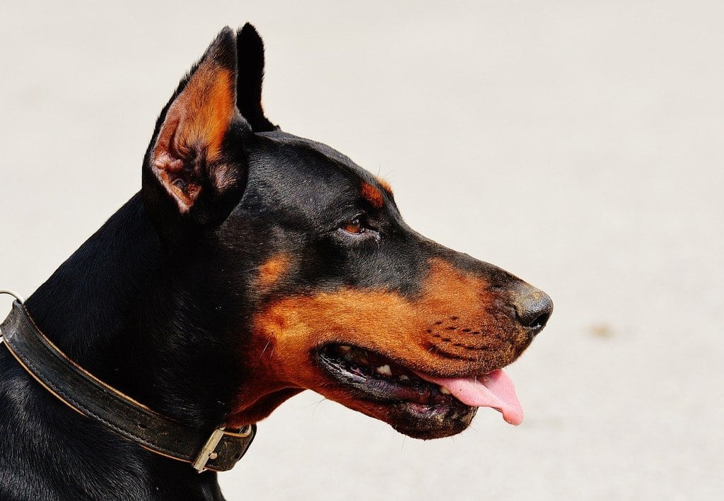 Comment bien nourrir mon animal ?