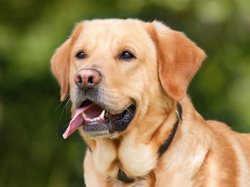 Comment bien nourrir mon animal ?