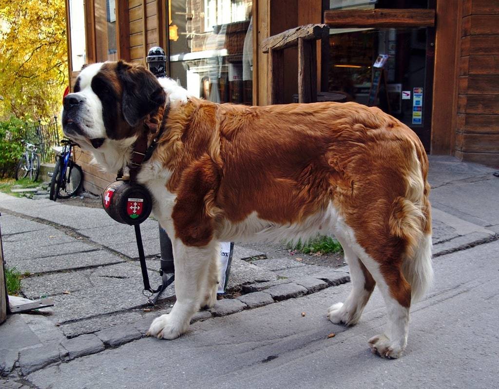 Les conseils du vétérinaire pour la santé de votre animal de compagnie