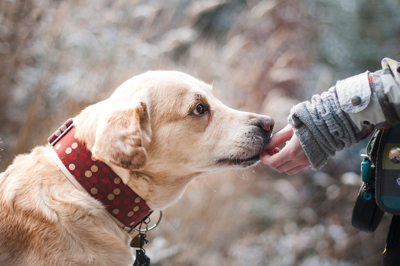 Comment soigner son chien et son chat avec l'homéopathie ?