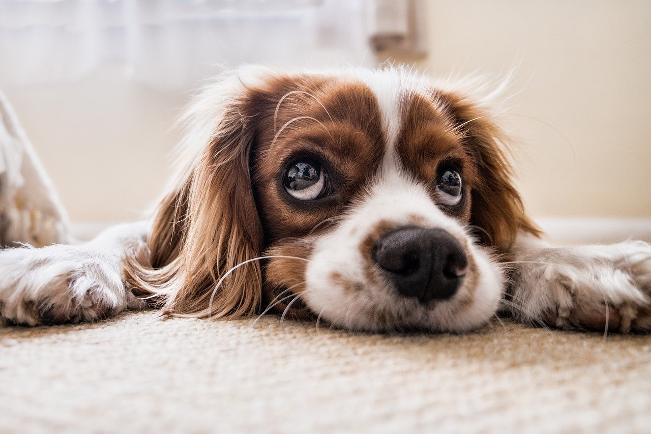 Comment soigner son chien et son chat avec l'homéopathie ?